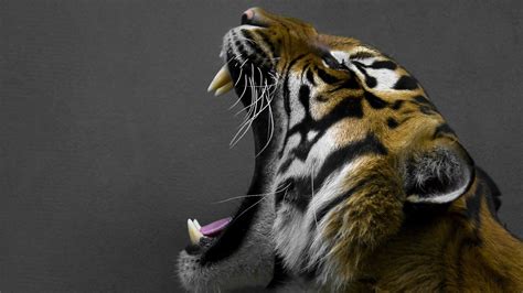 Tons of awesome tiger hd wallpapers to download for free. Tiger Wallpapers | Best Wallpapers