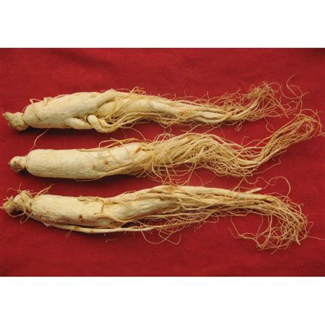 chinese white ginseng root panax korean bai ren shen 白人参