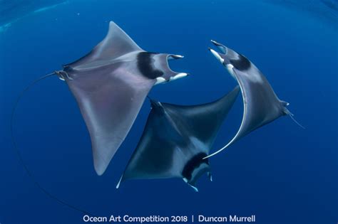 7th Annual Ocean Art Underwater Photo Contest Winners