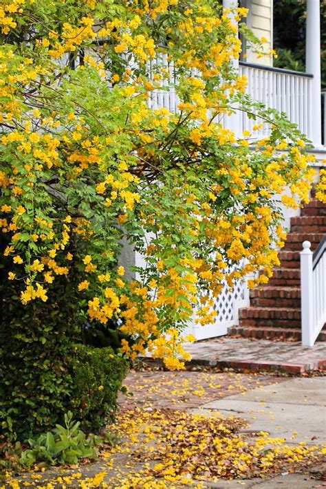Emerald green arborvitae, thuja green giant, leyland cypress 126 best images about CHARLESTON'S LOVELY GARDENS AND ...