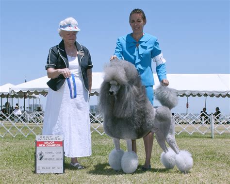 An extensive collection of free dog & puppy training and behavior articles by best selling author pippa mattinson. PUPPIES - LAKEVIEW STANDARD POODLES