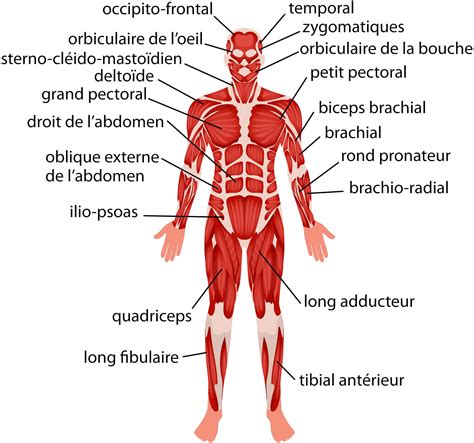 Liste Des Muscles Du Corps Humain Anatomie Des Muscles