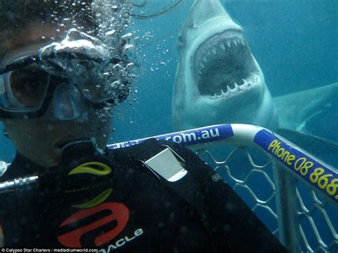 Divers Go Face To Face With Great White Sharks To Snap Selfies Daily