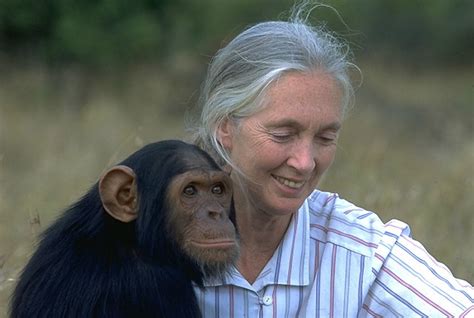 Fierce Woman Jane Goodall Inspiring Female Scientists Around The World