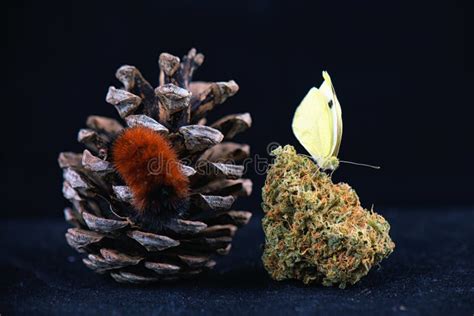 Detail Of Butterfly Sitting On Cannabis Nug Isolated Over Black Stock