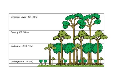 Rainforest Layers Illustration Lesson Plan for 3rd - 4th Grade | Lesson