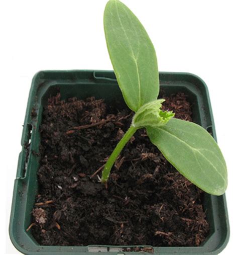 Learn how to grow melons in minecraft! Growing Melons