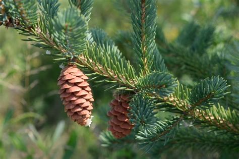 White Spruce Trees And Some Shrubs Of Canada · Biodiversity4all