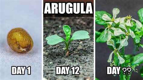 Growing Arugula From Seed To Flower 75 Days Time Lapse Youtube