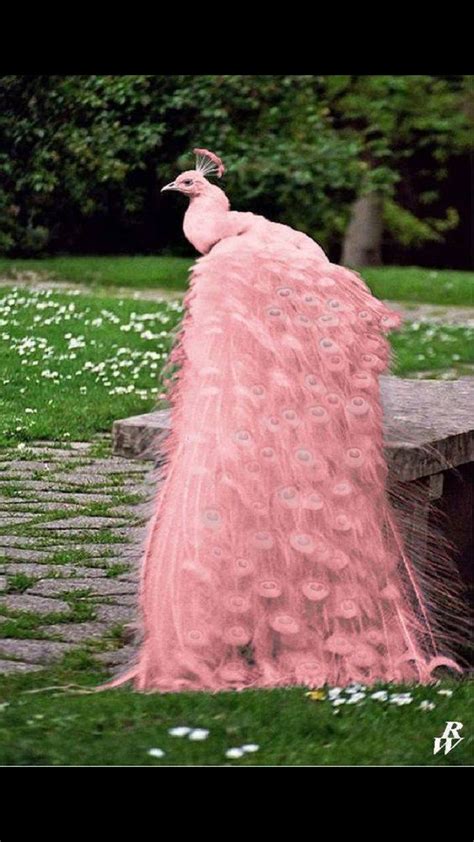 Pink Peacock Rare Animals Pretty Animals Animals Beautiful