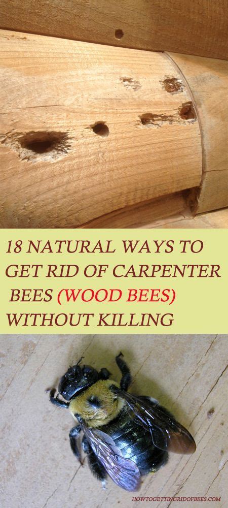 18 Ways To Get Rid Of Carpenter Bees How To Control Wood Bees Wood Bees Carpenter Bee