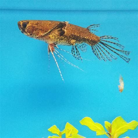 Butterfly fish, freshwater butterflyfish, african butterflyfish. Saw my first African Butterfly Fish today at a LFS : Aquariums