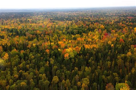 West Siberian Taiga One Earth