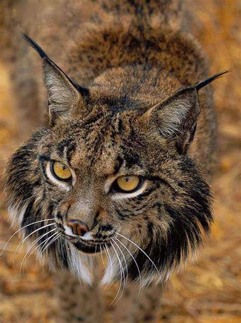 Maybe you would like to learn more about one of these? 99 best Big Cats images on Pinterest
