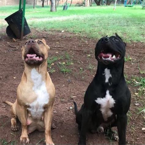 All type of dog selling here and free of adoption also available bangalore, pitbull puppies in kerala, pitbull puppies in india price, pitbull puppies just born, jeep pitbull puppies, pitbull puppies ki pehchan, pitbull puppies kennel, pitbull puppies keep coming. Mydiary: American Pit Bull Terrier For Sale