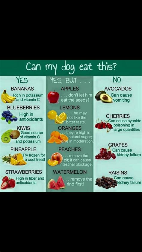 Fruits Cancannot Eat Dog Food Recipes Dog Eating Dog Safe Food