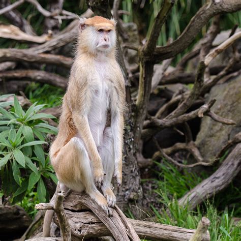 Patas Monkey San Francisco Zoo Sergey Morozov Flickr
