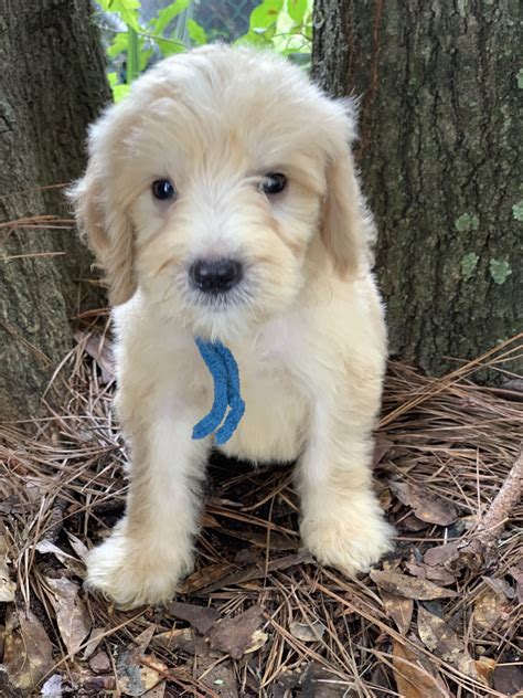 We may earn money or products from the companies mentioned in this post. Goldendoodle Puppies For Sale | Gainesville, FL #303604