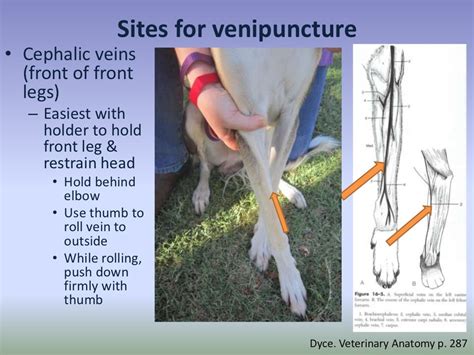 Lec 04 Venipuncture Of Dogs And Cats