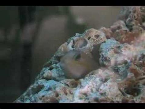 Saltwater Fish Disease - YouTube