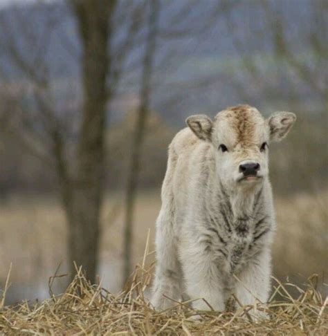 Baby Cow Fluffy Cows Fluffy Animals Farm Animals Animals And Pets