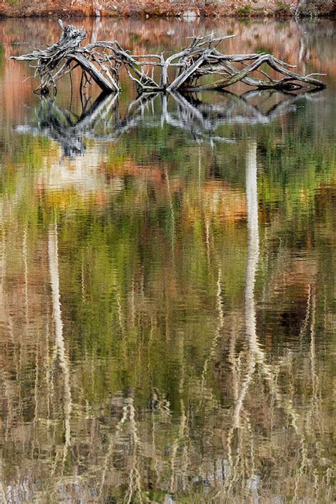 Nature Made Portrait Photograph By Bill Wakeley Fine Art America