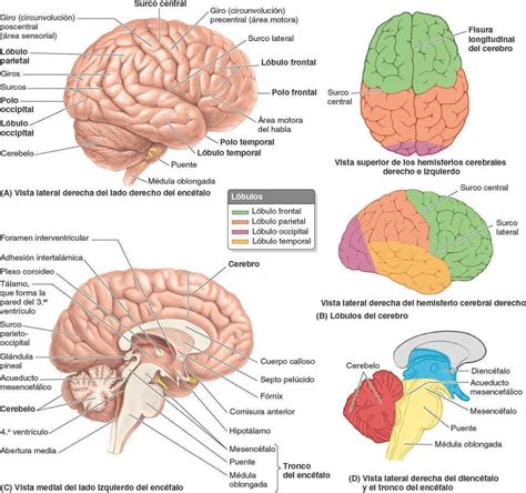 Lista 103 Foto Imagenes De Las Partes Del Cerebro Y Sus Funciones El