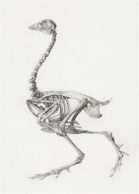 Fowl Skeleton Lateral View Finished Free Photo Illustration Rawpixel