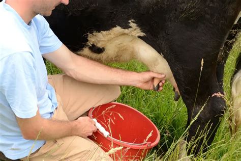 How To Hand Milk A Cow Easy Steps To Milking Your Own Cow By Hand