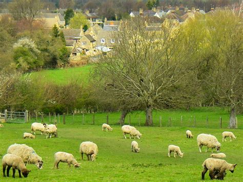 Sheep In Classic English Landscape And Pastures Near Broadway Village