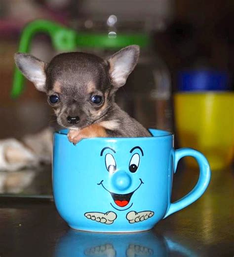 8 Things You Need To Know About The Adorable Teacup Chihuahuas Pets