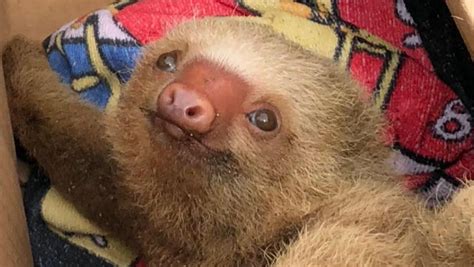 Baby Sloth Found Clinging For Life On Sandy Beach