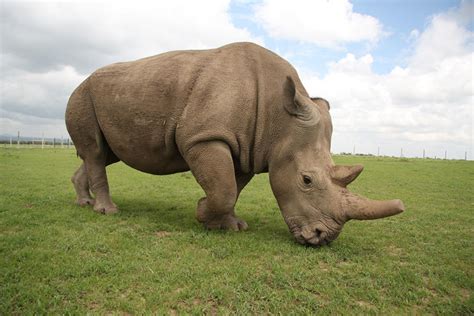 Bringing Back The Northern White Rhino From ‘extinction Pursuit By