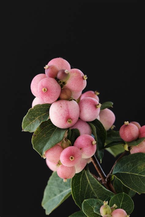 Symphoricarpos Kolster Bv Magical Plants And Flowers