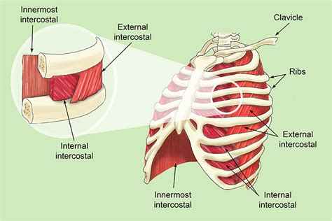 The Intercostal Muscles Allow Ribs To Move While Breathing