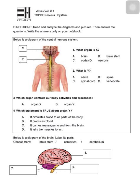 The Nervous System Worksheet