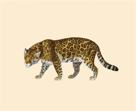 Leopard Animal Vintage Poster Free Stock Photo Public Domain Pictures