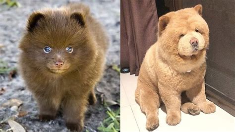 10 Dog Breeds That Look Like Stuffed Animals In 2021 Cute Animals