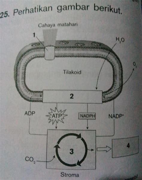 Terjadinya Reaksi Gelap Fotosintesis Ditunjukan Oleh Nomer A B C | My