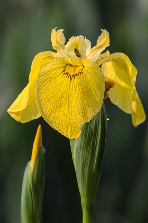 Check spelling or type a new query. Wild Yellow Iris Photograph by Dale Kincaid