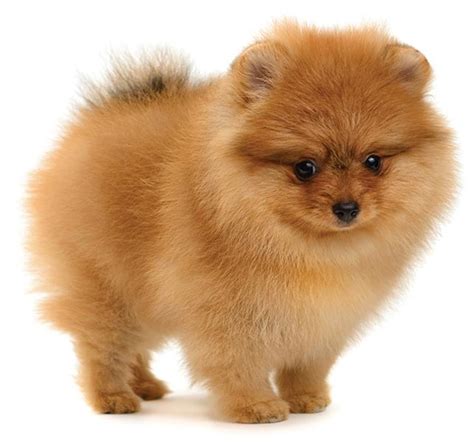 What Dog Breeds Are Miniature