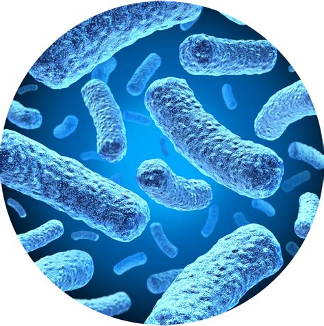 Lactobacillus Rhamnosus Acticolon Il Probiotico Gastroprotetto