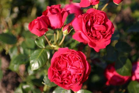 Red Eden Roseeric Tabarly Red Pierre Und Andere Rosen Kaufen Sie