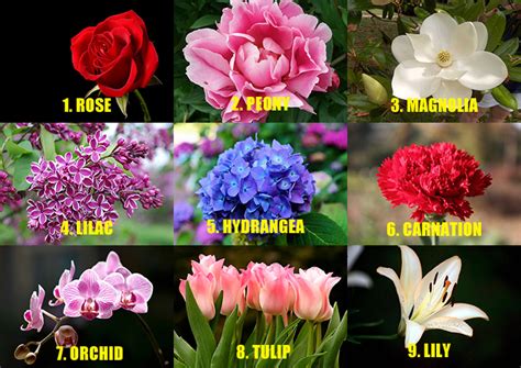 With its beautifully crafted petals and lively colours, orchids have are a favourite among florists and flower lovers all over the world. Check Your Personality According To Your Favorite Flower!