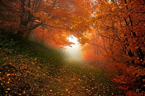 Autumn Forest With A Stream And Path Hoodoo Wallpaper