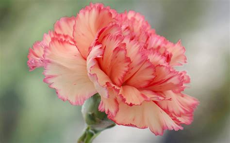 Wallpaper Carnation Flower Pink Petals 1920x1200 Hd Picture Image