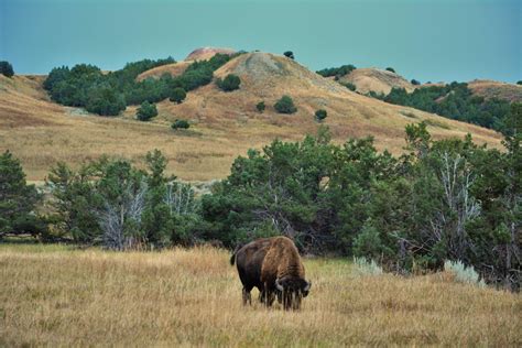 Free Images Landscape Wilderness Prairie Animal Wildlife Wild