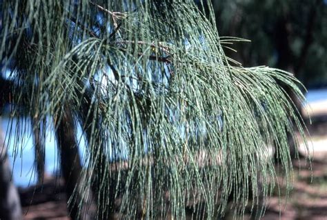 Florida Memory • Close Up View Of Australian Pine In Conservation Area