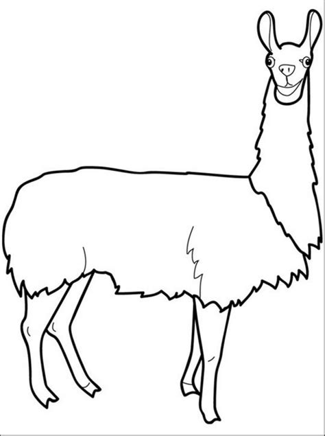 Llamas are cute and furry and the subject of our adoration. Llama Coloring Pages - Best Coloring Pages For Kids