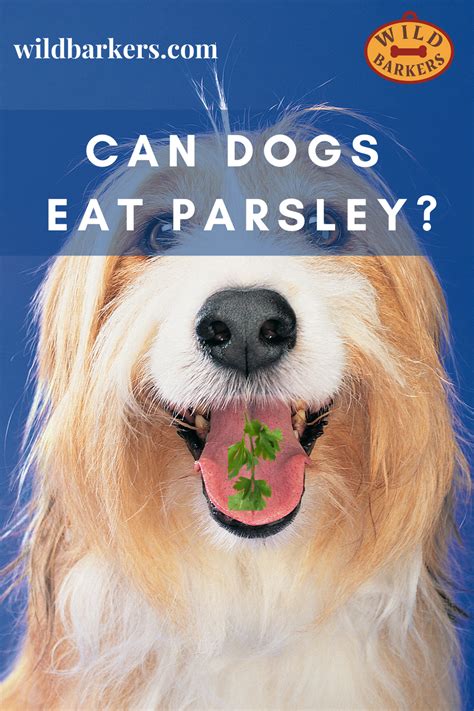 However, just like with most foods that you give to your dogs, it is best to. Can Dogs Eat Parsley? in 2020 | Can dogs eat, Canning, Parsley